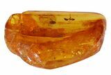 Fossil Ant (Formicidae) & Fly In Baltic Amber #45157-1
